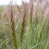 300 Bottlebrush SQUIRRELTAIL RYE GRASS Elymus Elymoides syn Sitanion Hystrix Red Plume Squirrel Tail Ornamental Seeds