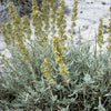 100 SILVER SAGEBRUSH Artemisia Cana Dwarf Sagebrush Silver Wormwood Herb Flower Seeds