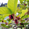 25 TWINBERRY HONEYSUCKLE Lonicera Involucrata California Bearberry Black Twin Berry Endangered Native Sun or Shade Shrub Yellow Red Hummingbird Flower Seeds