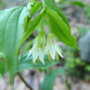 10 HOOKERS FAIRYBELLS Drops of Gold Prosartes Disporum Hookeri Native Flower Seeds