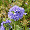 1500 GLOBE GILIA Bluehead Gilia Capitata Thimble Flower Seeds