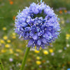 1500 GLOBE GILIA Bluehead Gilia Capitata Thimble Flower Seeds