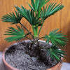 10 WAGNER WINDMILL PALM Dwarf Chusa Trachycarpus Fortunei Wagnerianus Tree Houseplant Seeds