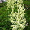 Virginia Bunchflower Lily Seeds – (White Hellebore / Corn Lily) Melanthium Virginicum Flower – photo 7