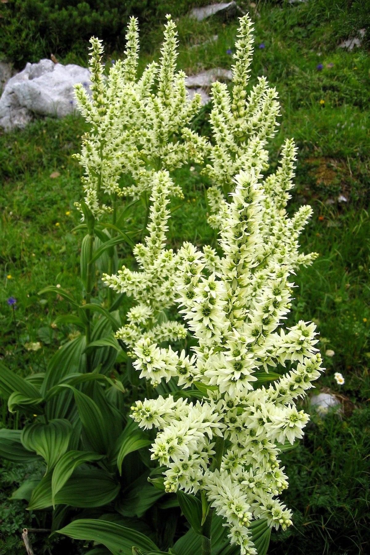 Virginia Bunchflower Lily Seeds – (White Hellebore / Corn Lily) Melanthium Virginicum Flower – photo 7