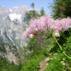 5 COLUMBINE MEADOW RUE Thalictrum Aquilegifolium Purple Pink Flower Seeds