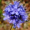 1500 GLOBE GILIA Bluehead Gilia Capitata Thimble Flower Seeds