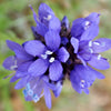 1500 GLOBE GILIA Bluehead Gilia Capitata Thimble Flower Seeds