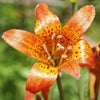 15 WESTERN HYBRIDS LILY Tiger, Leopard, Lemon, Alpine, Kellogg - Mixed Colors Pink, Red, Yellow, Orange - Native Lilium Flower Seeds