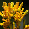 10 GOLDEN EARDROPS Dicentra Chrysantha Yellow Bleeding Heart Shade Flower Seeds