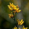 10 GOLDEN EARDROPS Dicentra Chrysantha Yellow Bleeding Heart Shade Flower Seeds