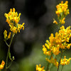 10 GOLDEN EARDROPS Dicentra Chrysantha Yellow Bleeding Heart Shade Flower Seeds