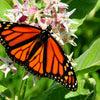 50 SHOWY (Greek) MILKWEED Asclepias Speciosa Flower Seeds
