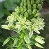 20 Ornithogalum Caudatum Seeds (False Sea Onion Lily)