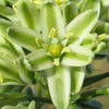 20 Ornithogalum Caudatum Seeds (False Sea Onion Lily)