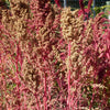 50 Organic CHERRY VANILLA QUINOA Chenopodium Pink Flower White Grain Vegetable Seeds