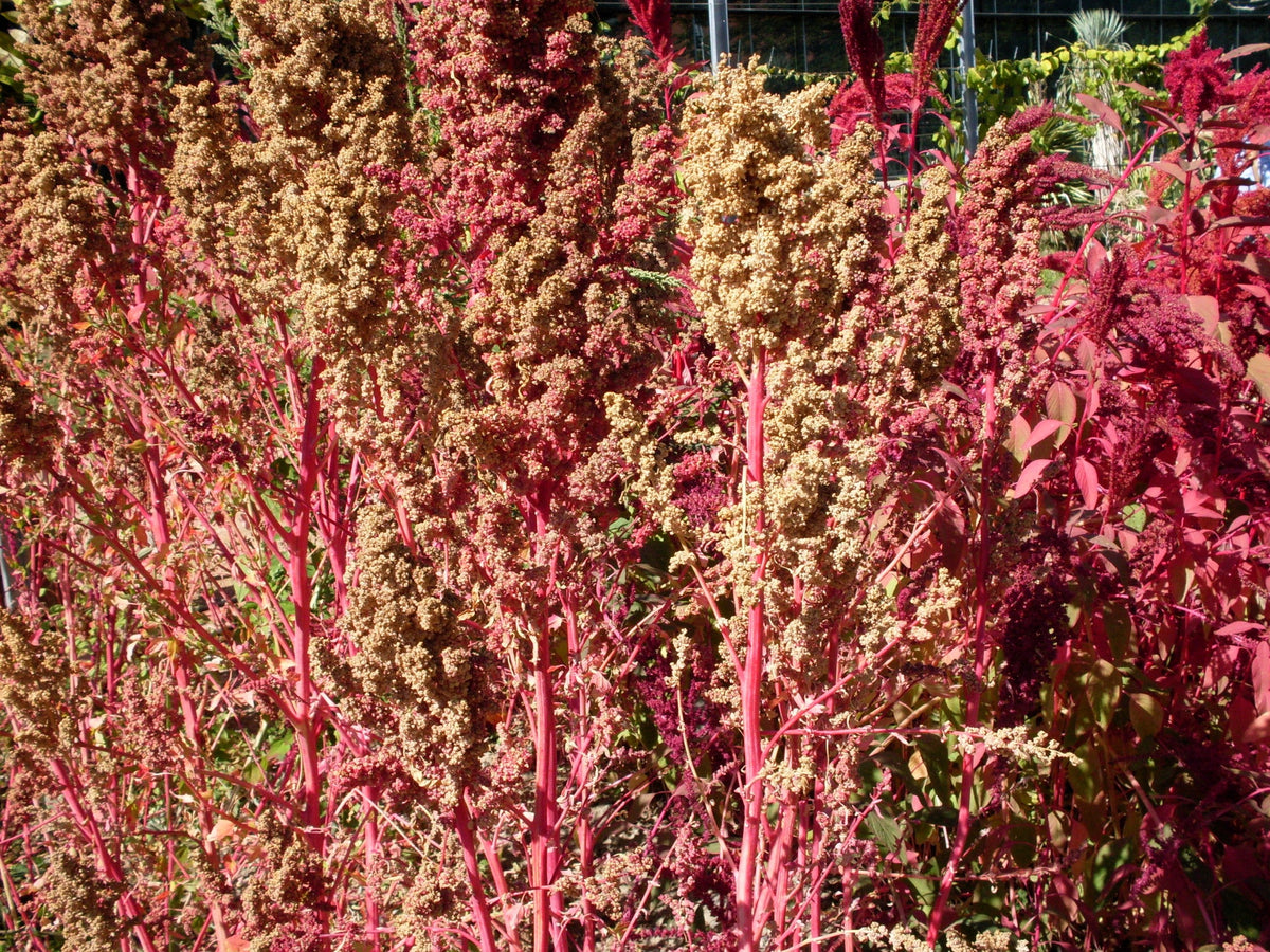 Organic Red Aztec Spinach Seeds (Chenopodium berlandieri)