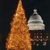 Grow Your Own CHRISTMAS TREE - Balsam Fir ( Abies Balsamea ) Gift Packet of Tree Seeds