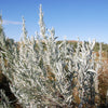 100 SILVER SAGEBRUSH Artemisia Cana Dwarf Sagebrush Silver Wormwood Herb Flower Seeds