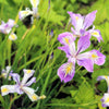 20 Blue & Purple OREGON IRIS ( Tough-Leaf Iris ) Iris Tenax Flower Seeds