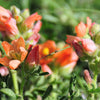 20 SCARLET GLOBEMALLOW Sphaeralcea Coccinea Cowboy's Delight Native Red Prairie Mallow Flower Seeds
