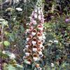200 GRECIAN FOXGLOVE Wooly Digitalis Lanata Hummingbird White Yellow Purple Brown Flower Seeds