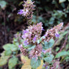 10 Java INDIAN PATCHOULI Pogostemon Heyneanus Herb Shrub Flower Fragrant Patchouly Seeds