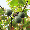 10 SWEET GRANADILLA Yellow Passionfruit Grenadia Sugar Fruit Passiflora Ligularis Huge Purple & White Flower Yellow Orange Fruit Vine Seeds