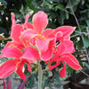5 MIXED CANNA LILY Generalis Mix Colors Red Yellow Hummingbird Flower Seeds