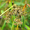 1000 WOOLGRASS Scirpus Cyperinus Wool Grass Teddybear Paws Woolsedge Cottongrass Bulrush Ornamental Wetland Grass Seeds