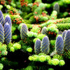 Grow Your Own CHRISTMAS TREE - Balsam Fir ( Abies Balsamea ) Gift Packet of Tree Seeds