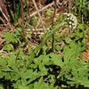 100 ARCTIC SWEET COLTSFOOT Petasites Frigidus Sun Shade Moist White Pink Flower Herb Seeds