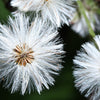 100 ARCTIC SWEET COLTSFOOT Petasites Frigidus Sun Shade Moist White Pink Flower Herb Seeds