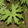 100 ARCTIC SWEET COLTSFOOT Petasites Frigidus Sun Shade Moist White Pink Flower Herb Seeds