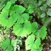 10 VANILLA LEAF Achlys Triphylla Deer Foot Vanillaleaf Fragrant Foliage White Shade Groundcover Flower Seeds
