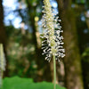 10 VANILLA LEAF Achlys Triphylla Deer Foot Vanillaleaf Fragrant Foliage White Shade Groundcover Flower Seeds
