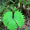 10 VANILLA LEAF Achlys Triphylla Deer Foot Vanillaleaf Fragrant Foliage White Shade Groundcover Flower Seeds