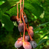 15 INDIAN PLUM Osoberry Oregon Oso Berry Oemleria Cerasiformis Fruit Shrub Seeds