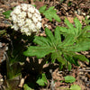 100 ARCTIC SWEET COLTSFOOT Petasites Frigidus Sun Shade Moist White Pink Flower Herb Seeds