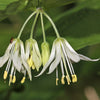 10 HOOKERS FAIRYBELLS Drops of Gold Prosartes Disporum Hookeri Native Flower Seeds