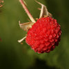 50 THIMBLEBERRY Rubus Parviflorus Edible Red Berry Fruit Native White Flower Sun or Shade Shrub Seeds