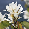20 SASKATOON SERVICEBERRY aka Western, Pacific, Juneberry, Shadbush Amelanchier Alnifolia Native Edible Purple Berry Fruit White Flower Shrub Seeds