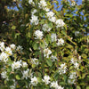 20 SASKATOON SERVICEBERRY aka Western, Pacific, Juneberry, Shadbush Amelanchier Alnifolia Native Edible Purple Berry Fruit White Flower Shrub Seeds
