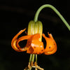 20 COLUMBIAN TIGER LILY Oregon Lily Lilium Columbianum syn. Canadense Parviflorum Orange Maroon Spotted Native Flower Seeds