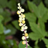 10 VANILLA LEAF Achlys Triphylla Deer Foot Vanillaleaf Fragrant Foliage White Shade Groundcover Flower Seeds