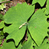 10 VANILLA LEAF Achlys Triphylla Deer Foot Vanillaleaf Fragrant Foliage White Shade Groundcover Flower Seeds