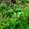 10 VANILLA LEAF Achlys Triphylla Deer Foot Vanillaleaf Fragrant Foliage White Shade Groundcover Flower Seeds