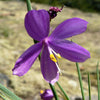 20 GRASSWIDOW Purple-Eyed Grass Sisyrinchium Inflatum syn. Olsynium Douglasii Grass Widows Reddish Purple Ornamental Grass Flower Seeds