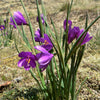 20 GRASSWIDOW Purple-Eyed Grass Sisyrinchium Inflatum syn. Olsynium Douglasii Grass Widows Reddish Purple Ornamental Grass Flower Seeds