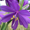 20 GRASSWIDOW Purple-Eyed Grass Sisyrinchium Inflatum syn. Olsynium Douglasii Grass Widows Reddish Purple Ornamental Grass Flower Seeds